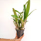 Cattleya (Lc.) Chocolate Drops X Encyclia phoenicea Orchid Plant - BS