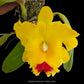 Cattleya (Rlc.) Chomthong Delight - FF (Single Open Flower)