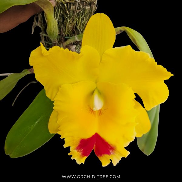 Cattleya (Rlc.) Chomthong Delight - FF (Single Open Flower)
