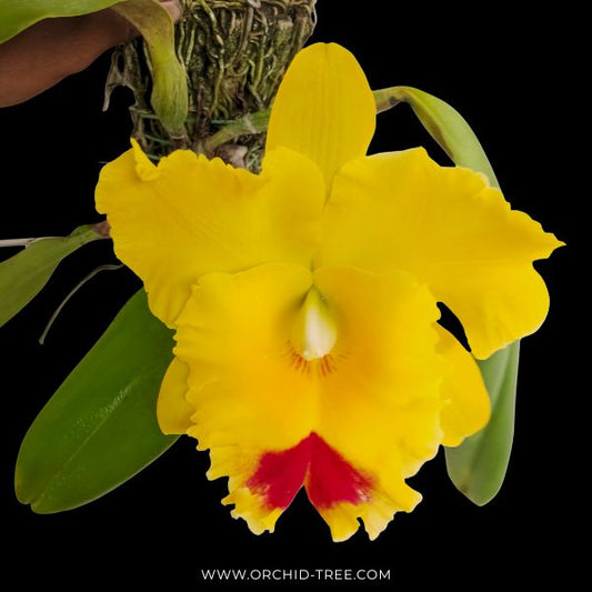 Cattleya (Rlc.) Chomthong Delight - FF (Single Open Flower)