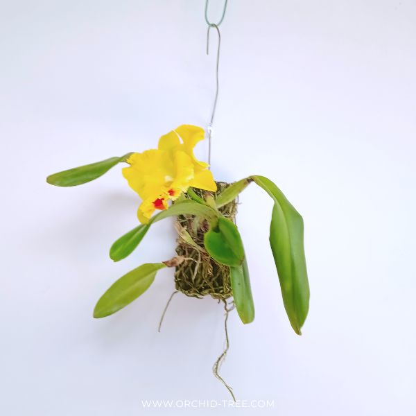 Cattleya (Rlc.) Chomthong Delight - FF (Single Open Flower)