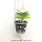 Vanda (Christensonia) vietnamica - BS - Buy Orchids Plants Online by Orchid-Tree.com