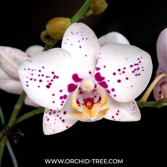 Phalaenopsis Christmas Star Orchid - FF