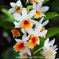 Dendrobium Christy Dawn 'Shang Guest' - BS