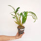 Dendrobium chrysotoxum sp.(Thai) Orchid Plant - BS