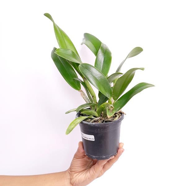 Cattleya Chunfong Little Sun Orchid Plant - BS