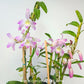 Dendrobium Chunxu Orchid Plant - FF