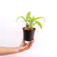 Chysis limminghei sp. Orchid Plant - BS