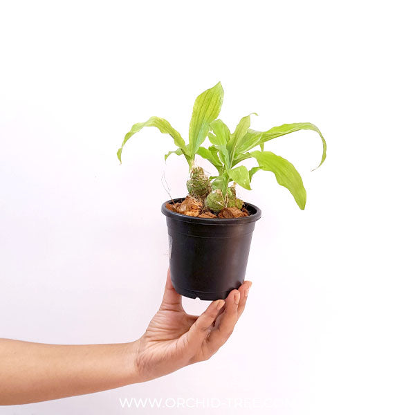 Chysis limminghei sp. Orchid Plant - BS