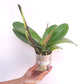 Phalaenopsis Fullers Clown Orchid Plant - FF