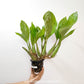 Coelogyne rochussenii sp. Orchid Plant  -  BS