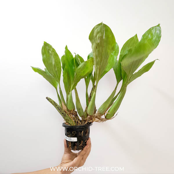 Coelogyne rochussenii sp. Orchid Plant  -  BS