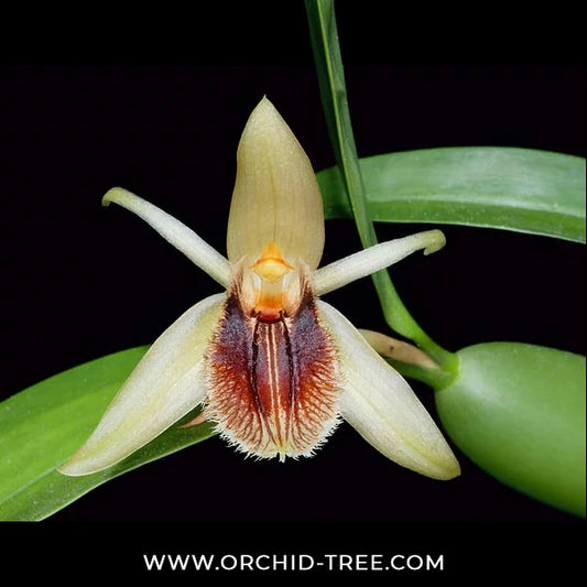 Coelogyne fimbriata sp. Orchid Plant - BS
