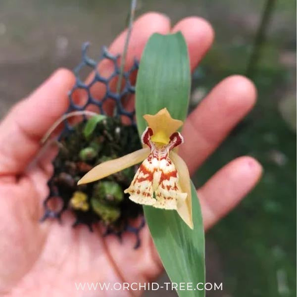 Coelogyne schilleriana sp. Orchid Plant - BS - Buy Orchids Plants Online by Orchid-Tree.com