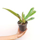 Cattleya Colour Guard Parade Orchid Plant - BS