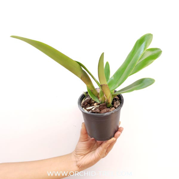 Cattleya Colour Guard Parade Orchid Plant - BS