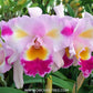 Cattleya Colour Guard Parade Orchid Plant - BS