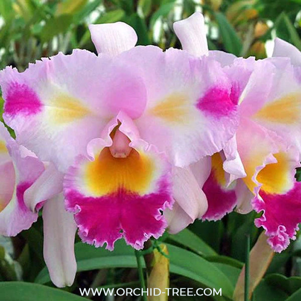 Cattleya Colour Guard Parade Orchid Plant - BS
