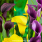 Calla Lilly Black | Yellow | Purple Bulbs - Combo #3