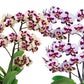 Phalaenopsis Combo Pack of 2 - FF