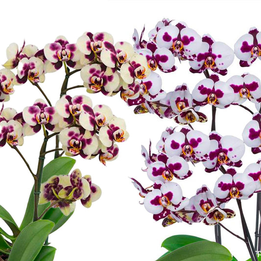 Phalaenopsis #1 Combo Pack of 2 - FF