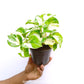 Money Plant Compacta