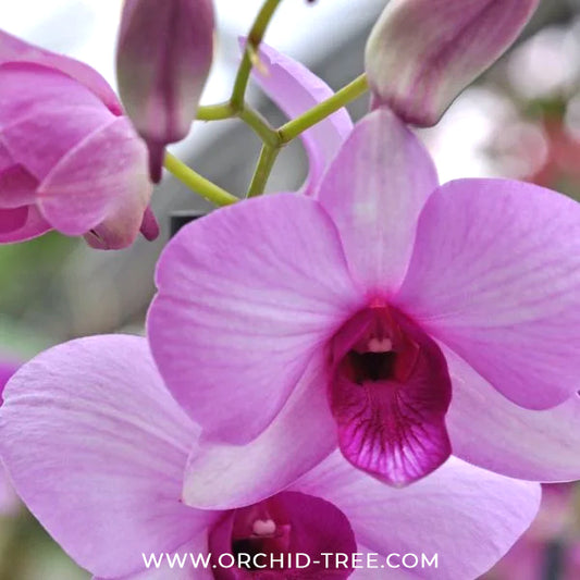 Dendrobium Cookie Pink Orchid Plant - FF