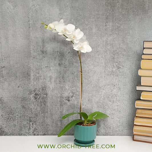 Cool Breeze | Phalaenopsis Orchid Gift