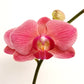 Coral Beauty | Phalaenopsis Orchid Gift