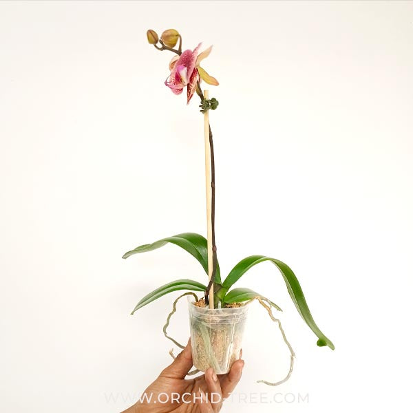 Phalaenopsis Coral Fireworks Orchid Plant - FF