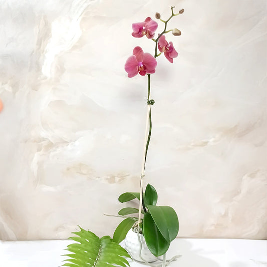 Coral Beauty | Phalaenopsis Orchid Gift