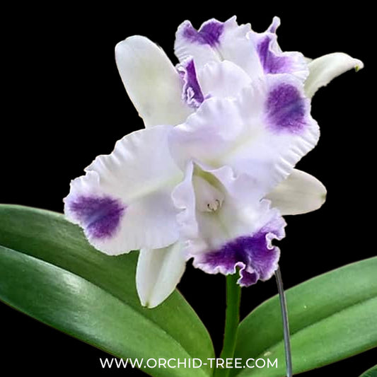 Cattleya Angela var Coerulea Aquinii Orchid Plant - BS