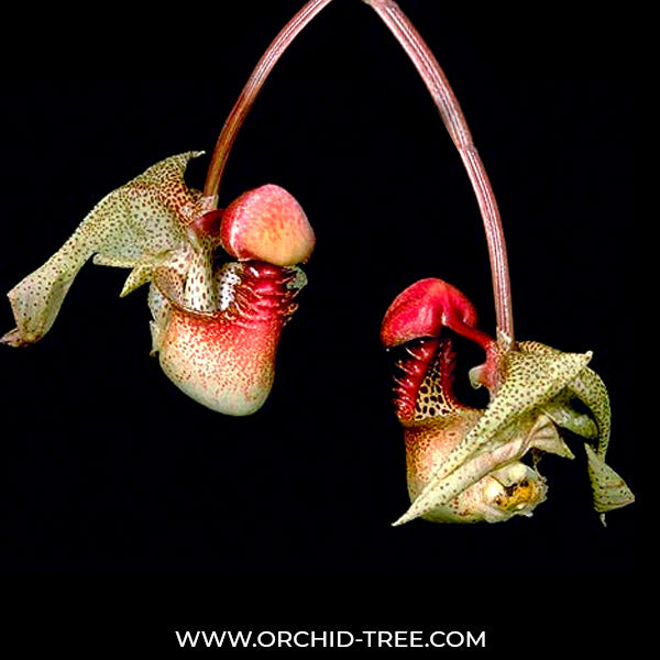 Coryanthes macrantha sp. - BS