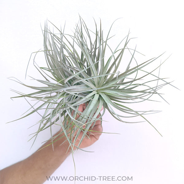 Tillandsia Cotton Candy - Without Flowers | BS