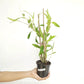 Dendrobium crumenatum sp. Orchid Plant - BS