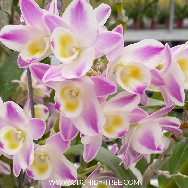 Dendrobium China Dream 'Crystal' Orchid Plant - FF