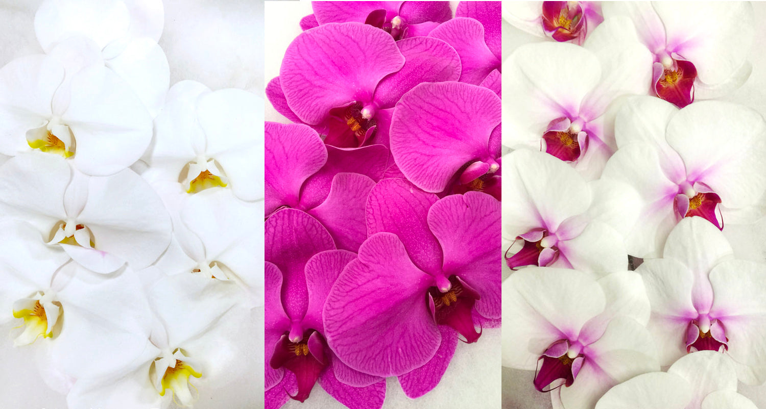 Orchid Cutflowers OrchidTree