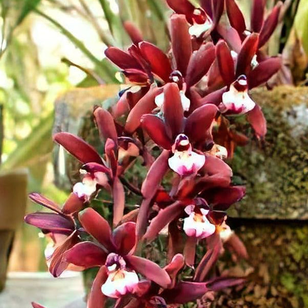 Cymbidium atropurpureum sp. Orchid Plant - BS