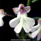 Cynorkis fastigiata sp. - BS