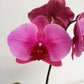 Phalaenopsis Lianher Blush Orchid Plant - FF