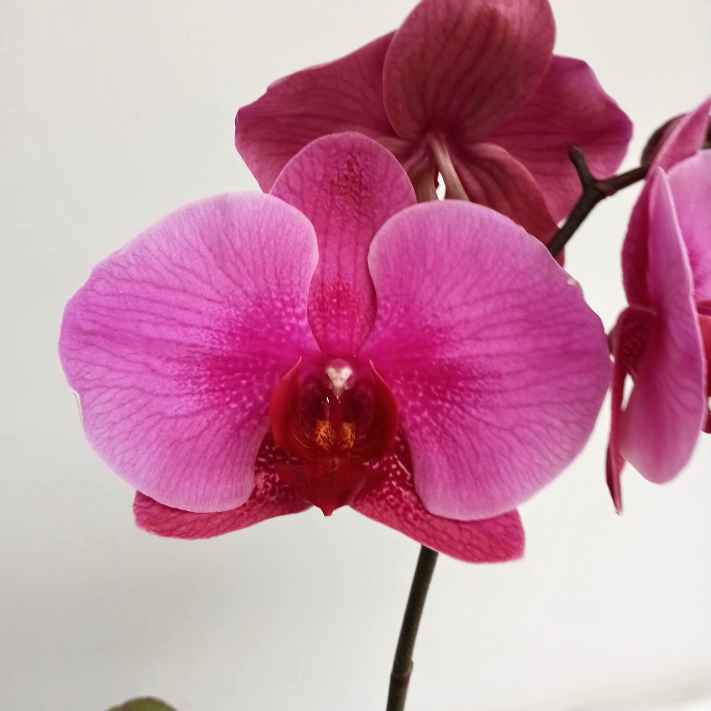 Phalaenopsis Lianher Blush Orchid Plant - FF