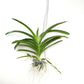 Vanda Boonyarit Pastel #23 Orchid Plant - BS