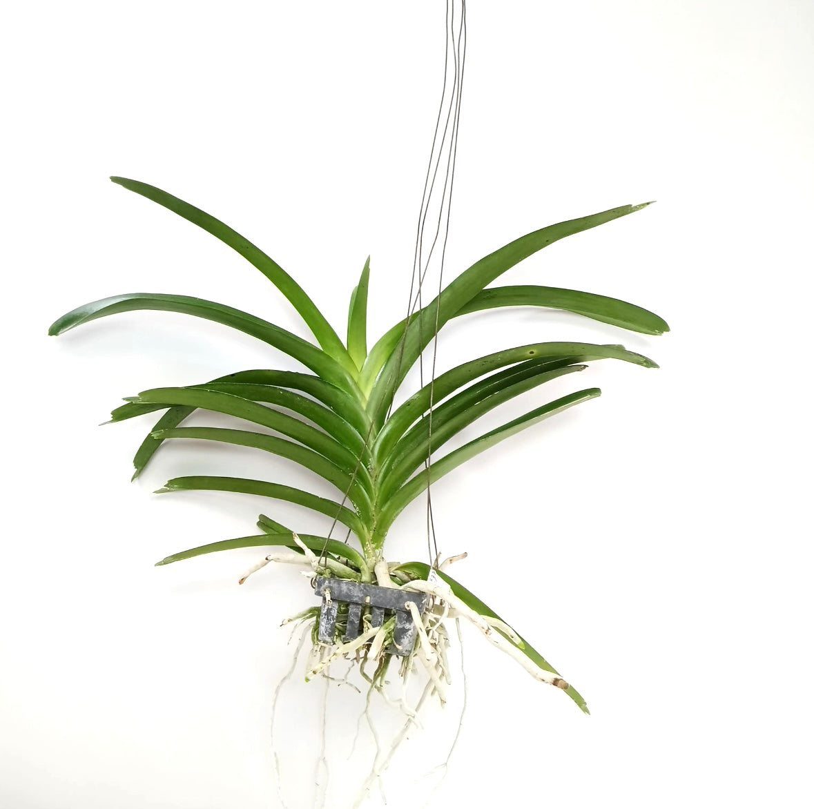 Vanda Boonyarit Pastel #23 Orchid Plant - BS