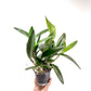 Cattleya (Bc.) Little Mermaid Orchid Plant - BS