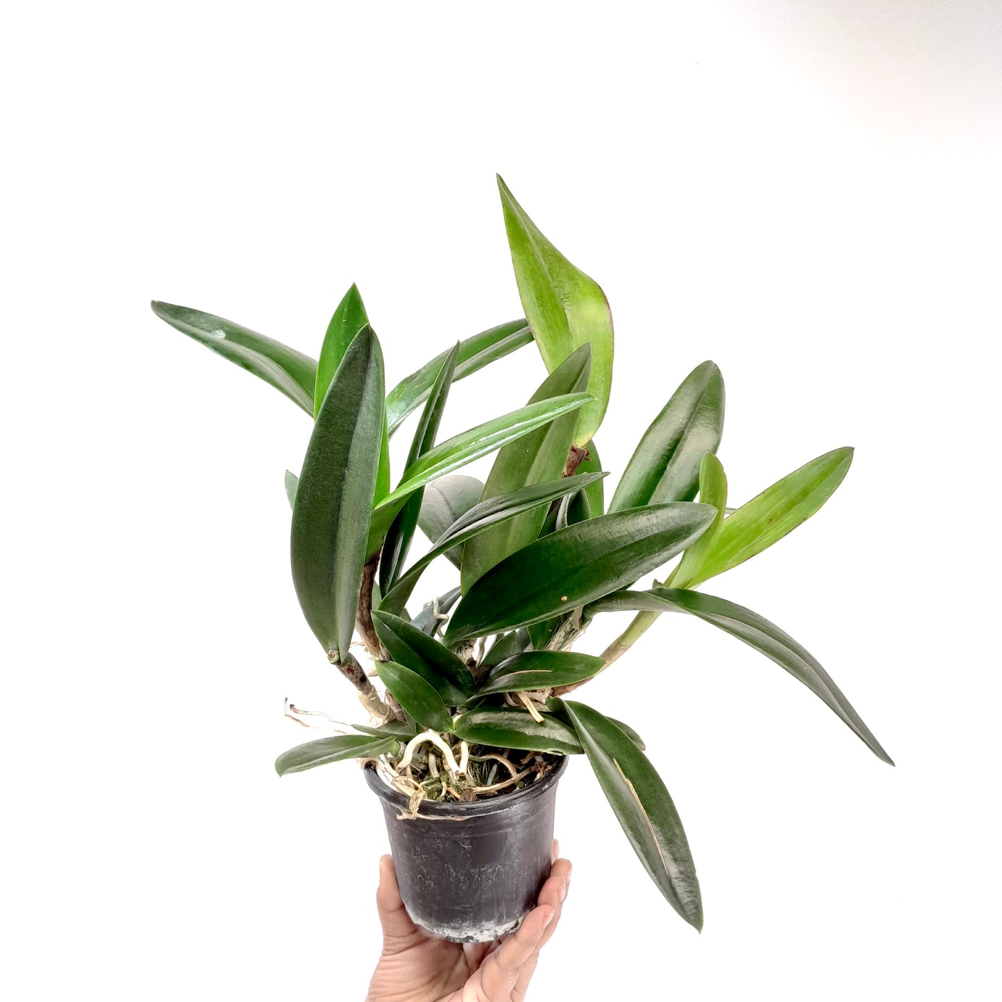 Cattleya (Bc.) Little Mermaid Orchid Plant - BS
