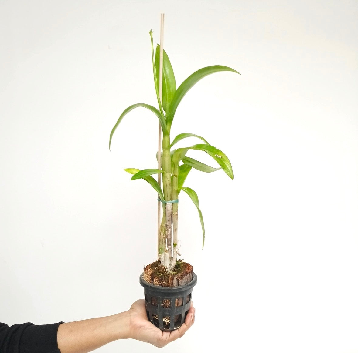 Dendrobium King Dragon Orchid plant - FF