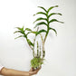 Dendrobium Latte Orchid Plant - BS