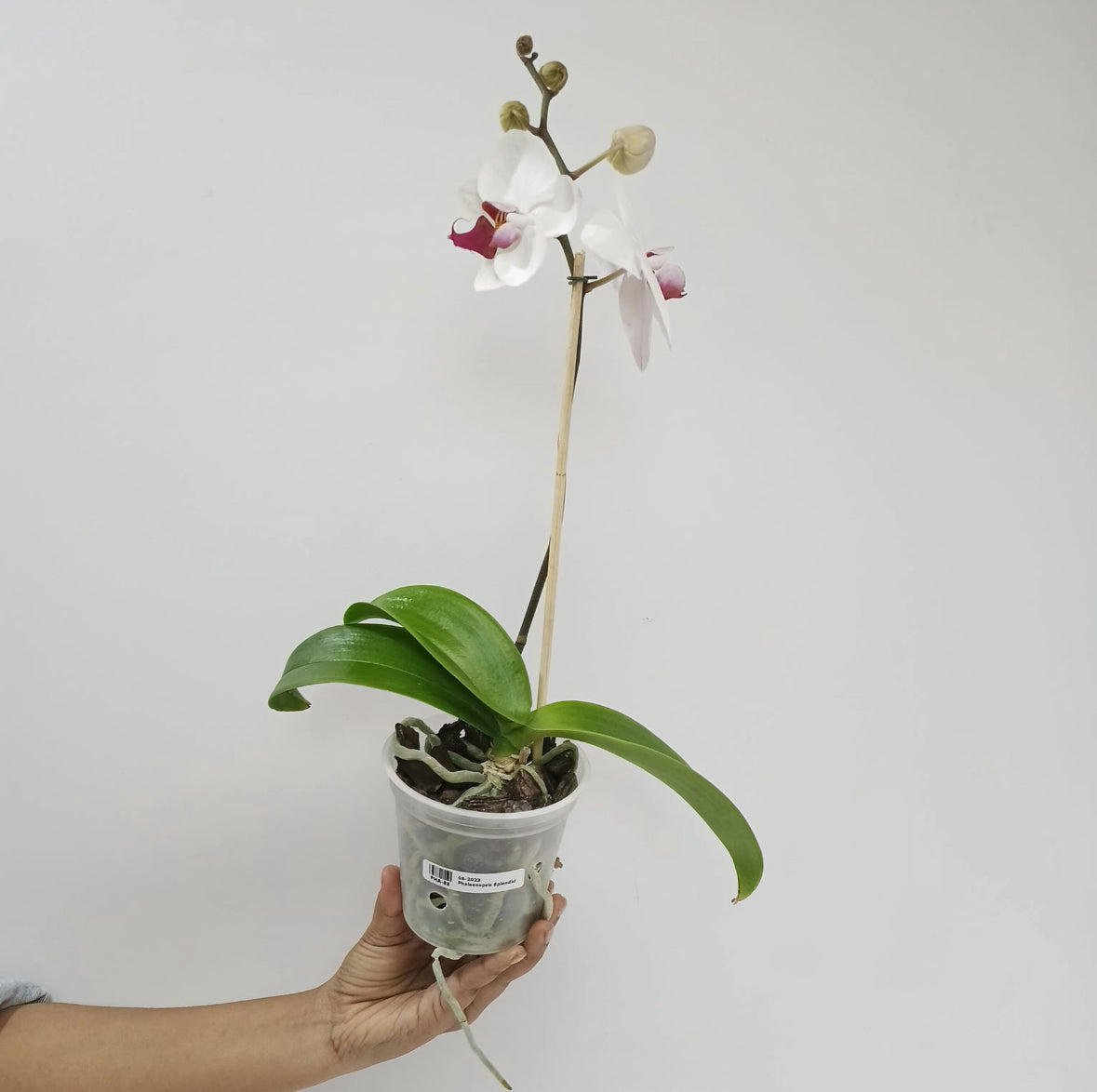 Phalaenopsis Splendid Orchid Plant - FF