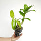Dendrobium Meesangnil Orchid Plant - BS