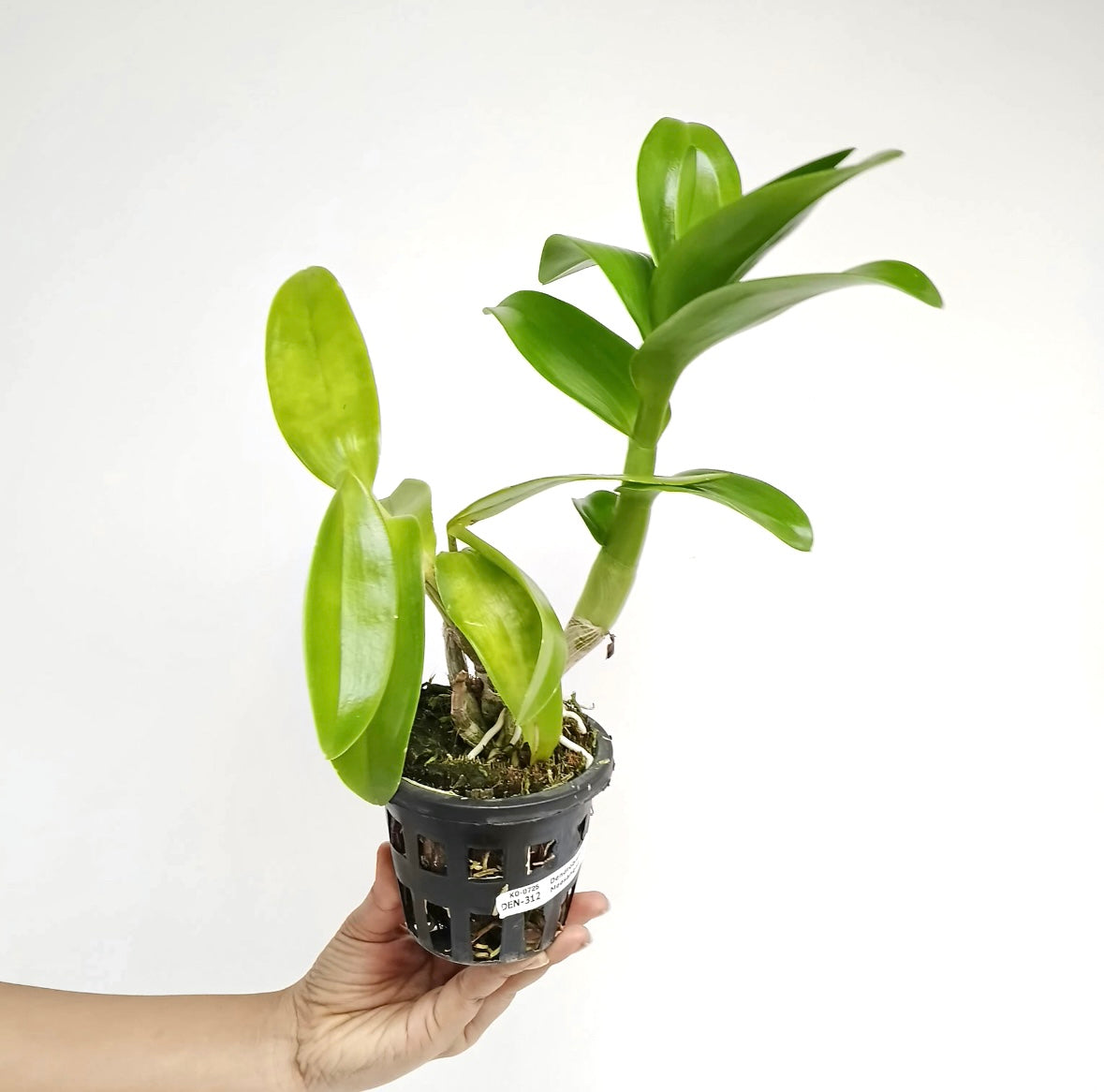 Dendrobium Meesangnil Orchid Plant - BS